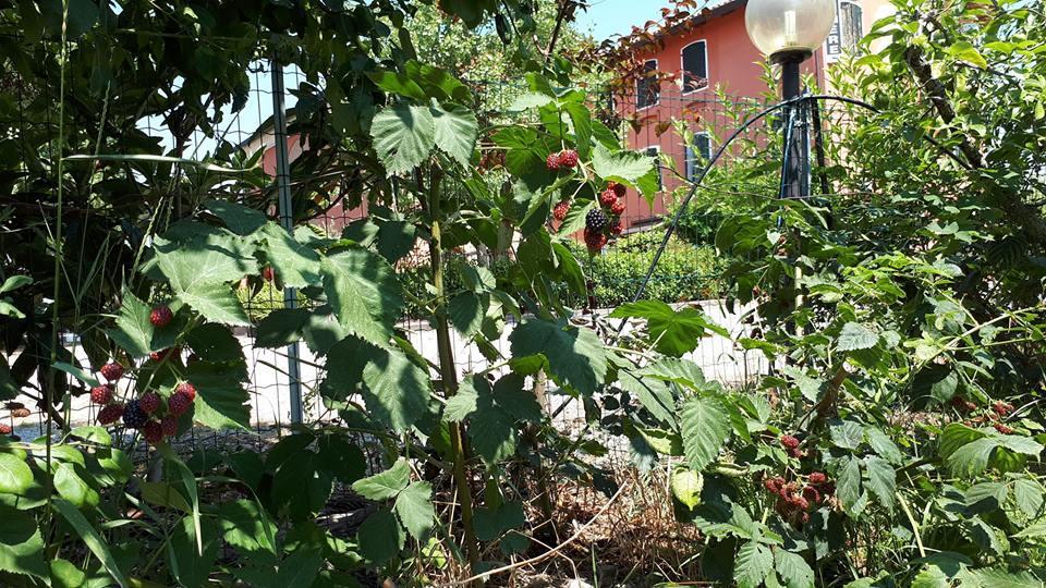 Quadrifoglio Relax Guest House San Donà di Piave Eksteriør bilde