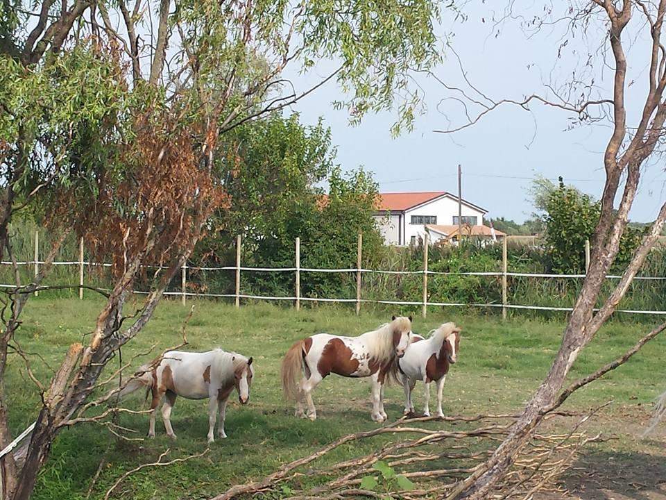 Quadrifoglio Relax Guest House San Donà di Piave Eksteriør bilde